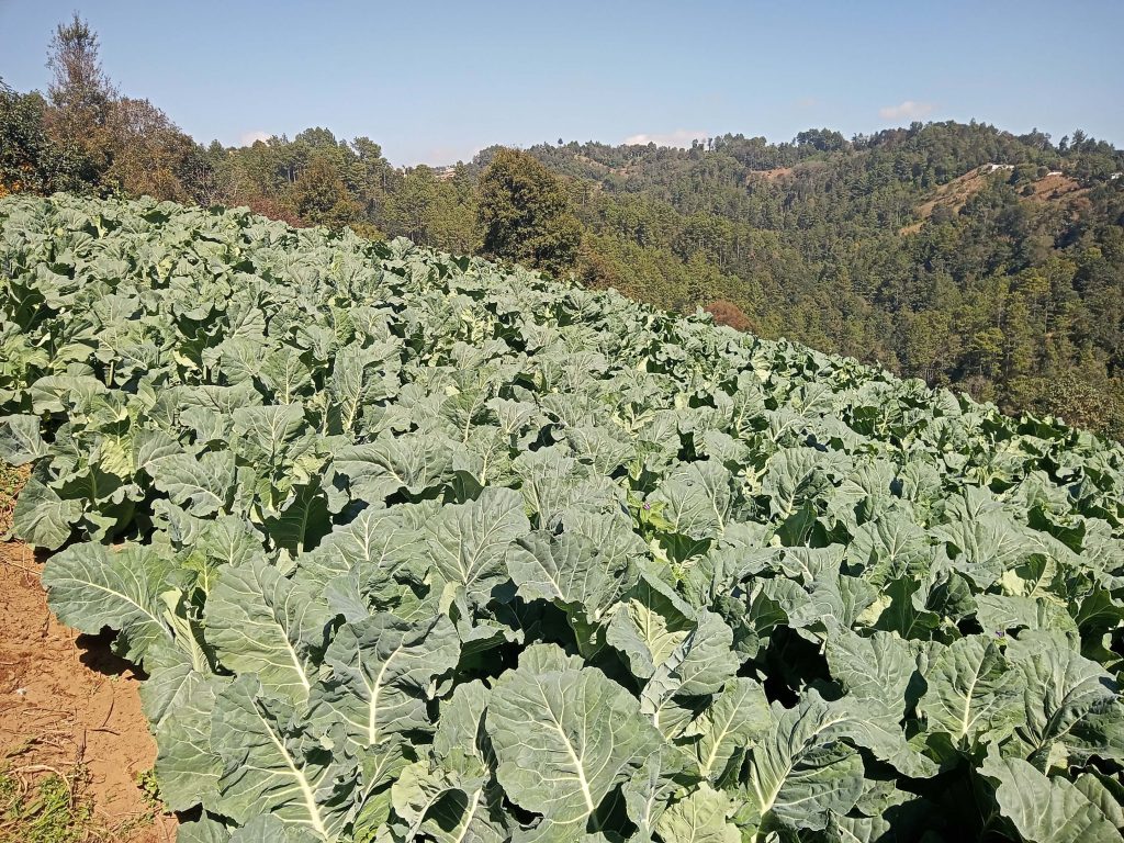 La Siembra