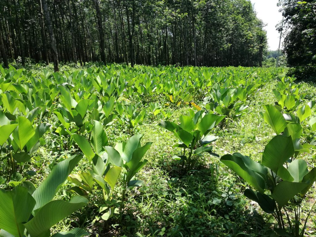 Siembra hoja -min
